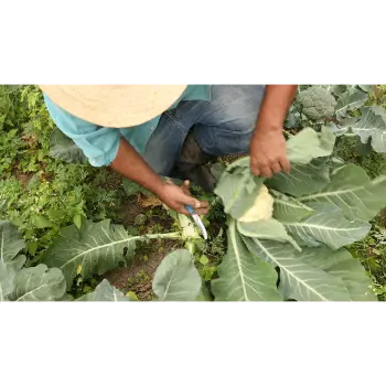cauliflower (6)-9912523-27600.webp